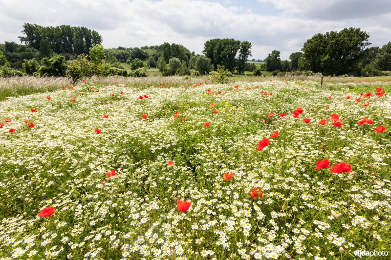 Klaprozen in een bloemrijke akkerrand