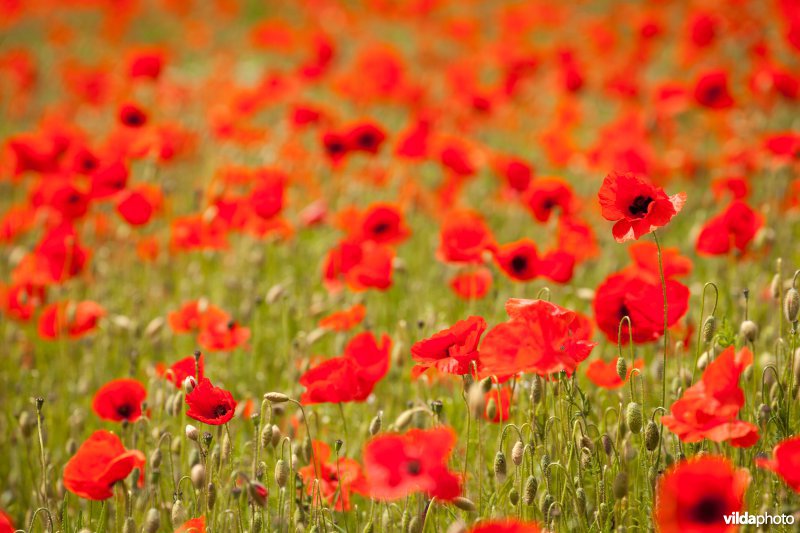 Klaprozen in een bloemrijke akkerrand