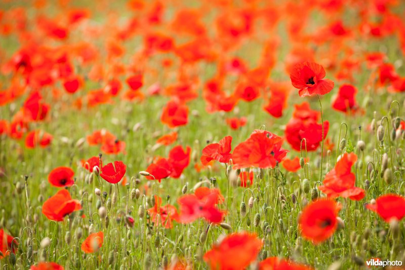 Klaprozen in een bloemrijke akkerrand