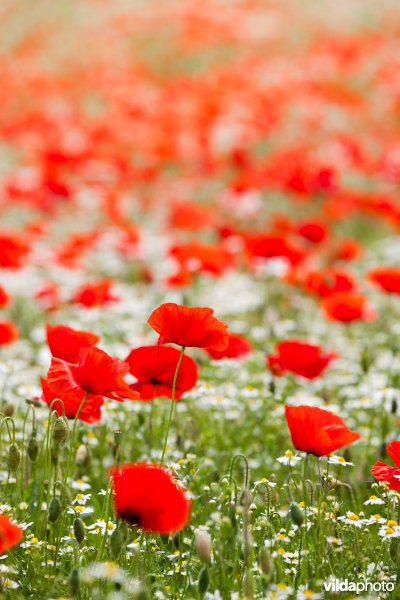 Klaprozen in een bloemrijke akkerrand