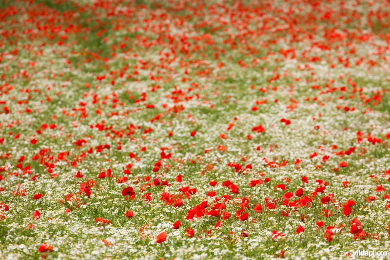 Klaprozen in een bloemrijke akkerrand