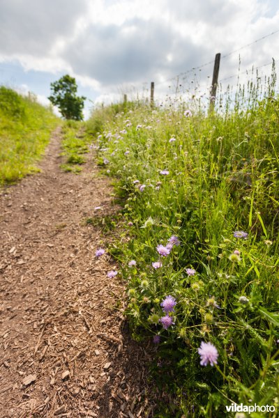 Beemdkroon naast een wandelpad