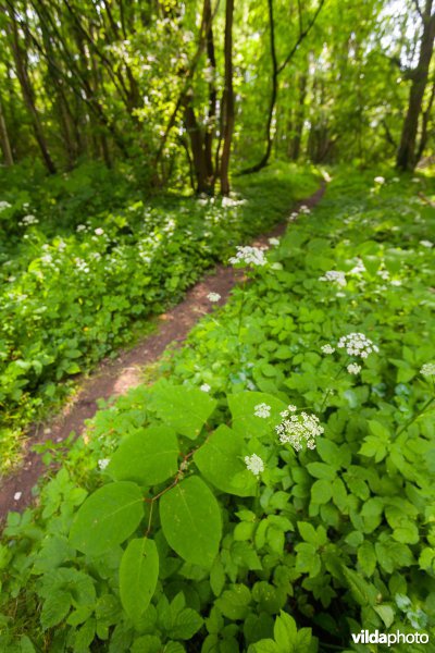 Wandelpad in het Meldertbos