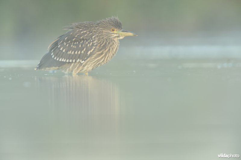 Kwak
