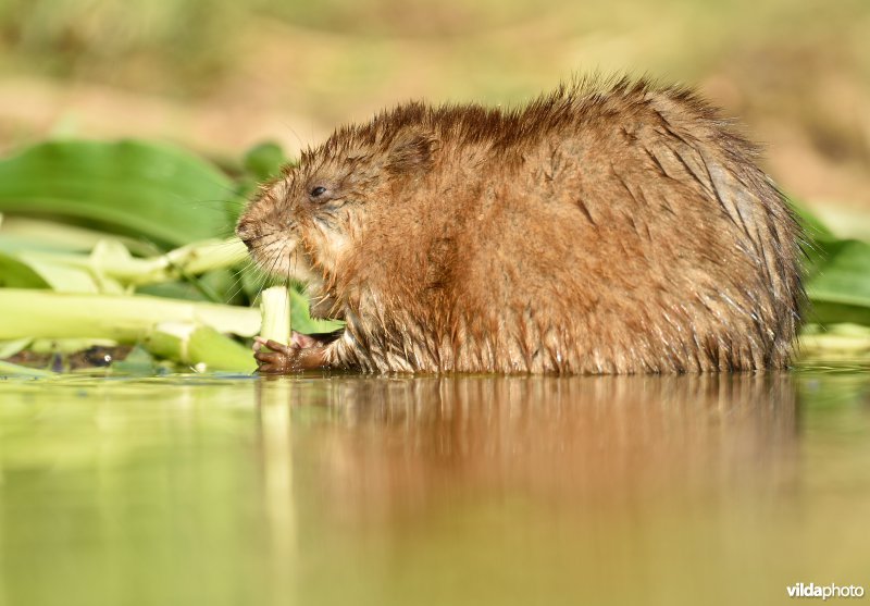 Muskusrat eet maïsstengel