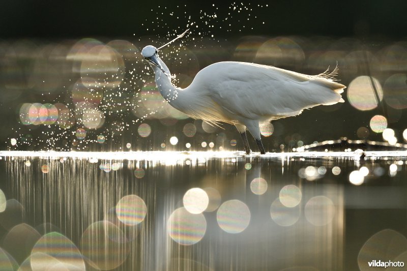 Kleine zilverreiger