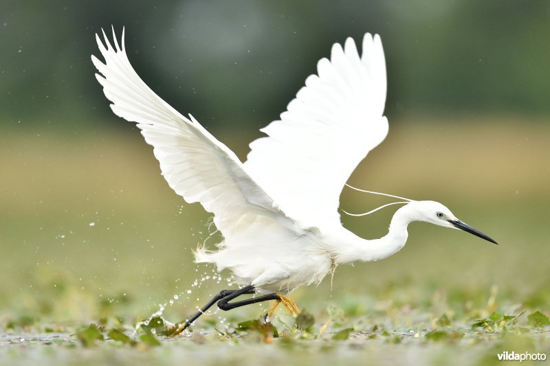 Kleine zilverreiger