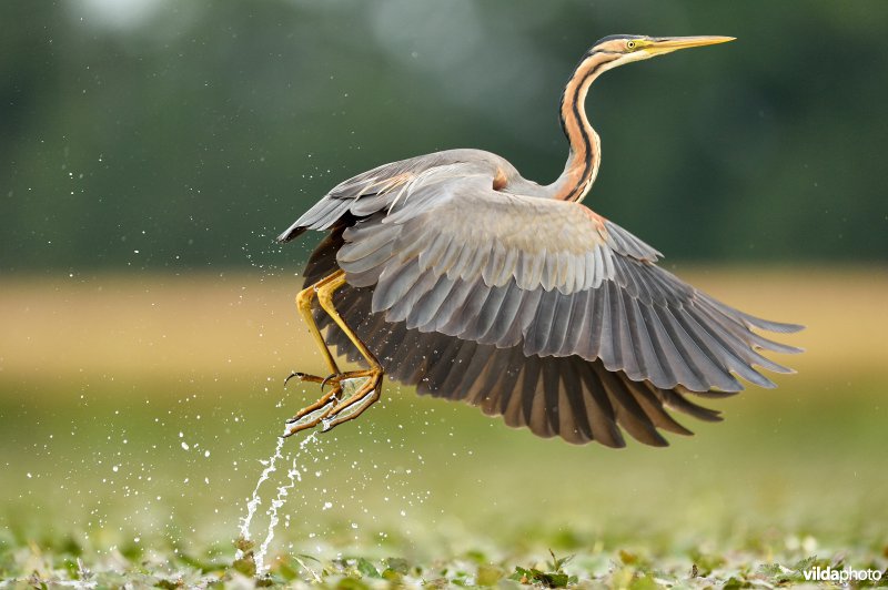 Purperreiger in vlucht