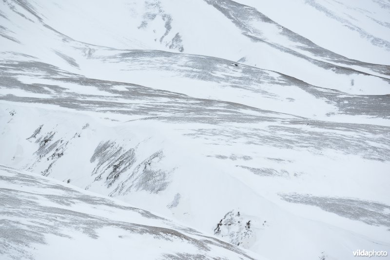 Winters landschap in Spitsbergen