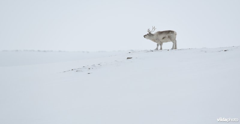 Rendier in Spitsbergen