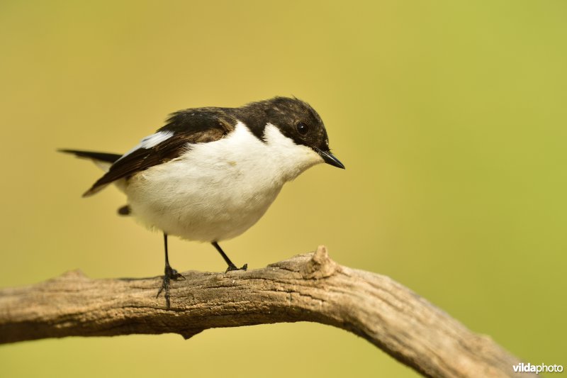 Bonte vliegenvanger