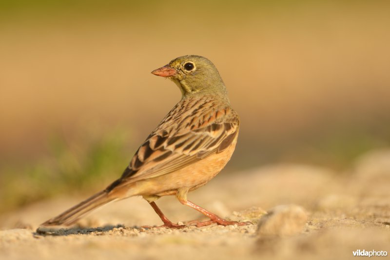 Ortolaan