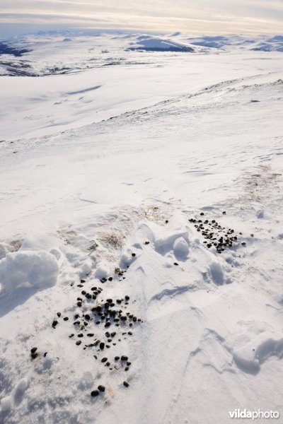 Uitwerpselen van Muskusos