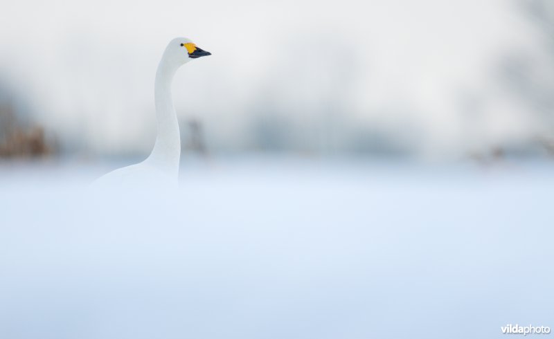 Kleine zwaan in de winter