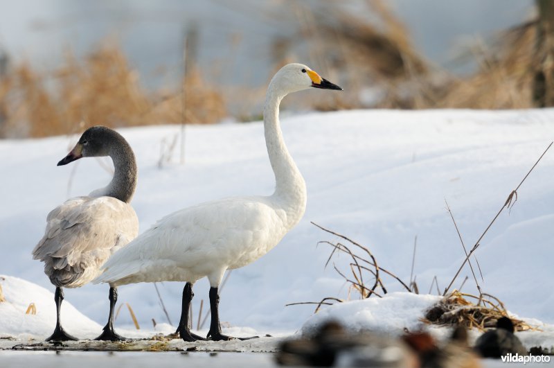Kleine zwaan met jong