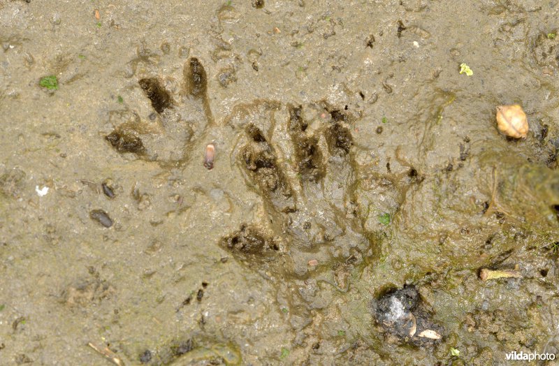 Sporen van Bruine rat in de modder