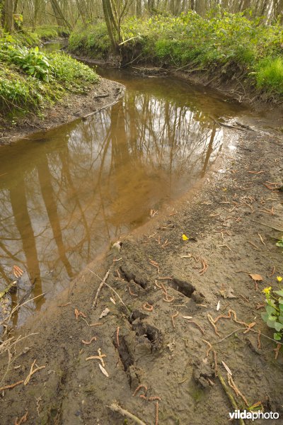 Beekje in de Vorte Bossen