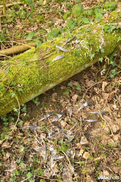 Gepluimde duif in het bos