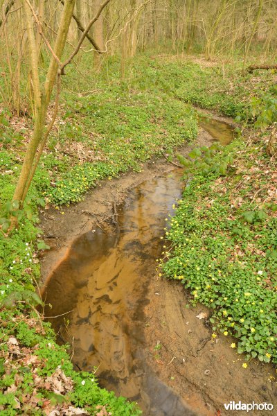 Beekje in de Vorte Bossen
