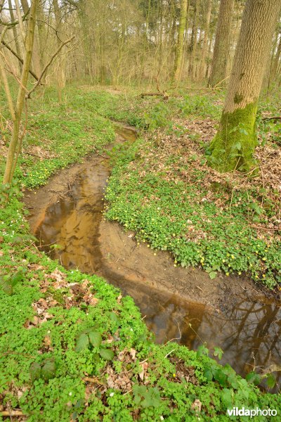 Beekje in de Vorte Bossen