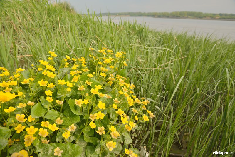 Schorren van de Schelde