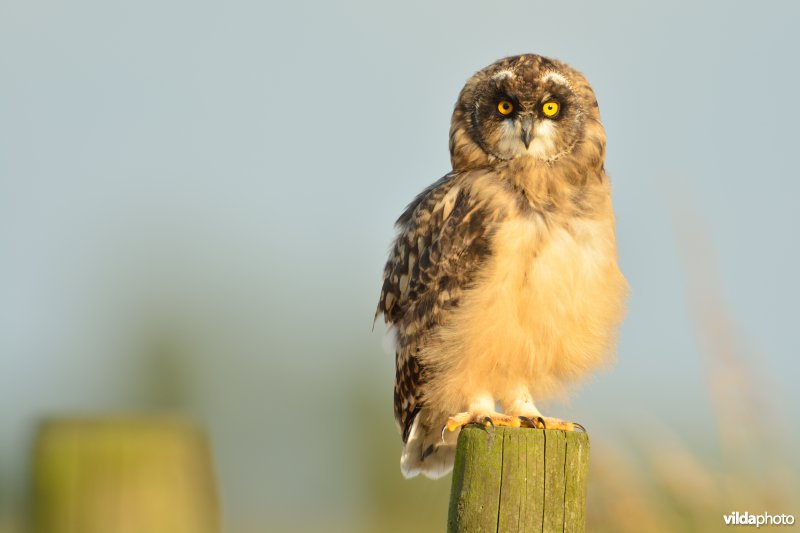 Juveniele Velduil op weidepaal