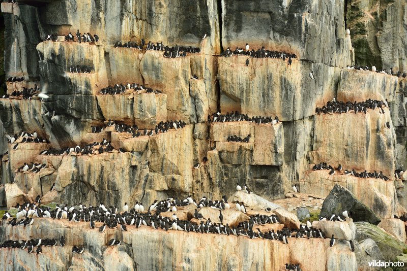 Kolonie Dikbekzeekoeten