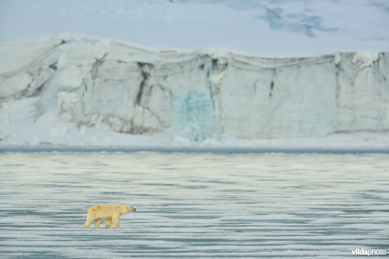 IJsbeer in het arctisch landschap