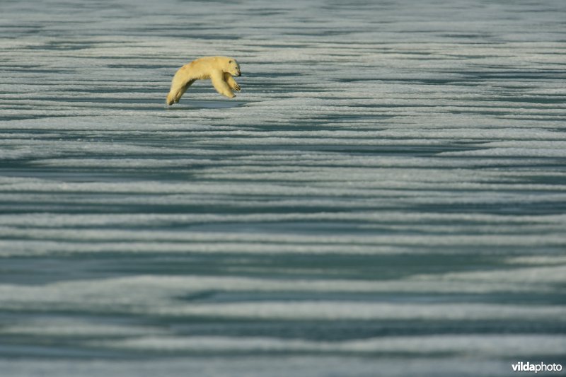 Springende IJsbeer op het pakijs