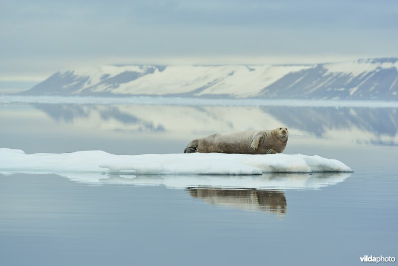Baardrob in het arctische landschap