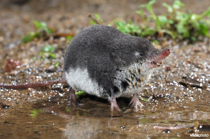 Millers waterspitsmuis grijnst