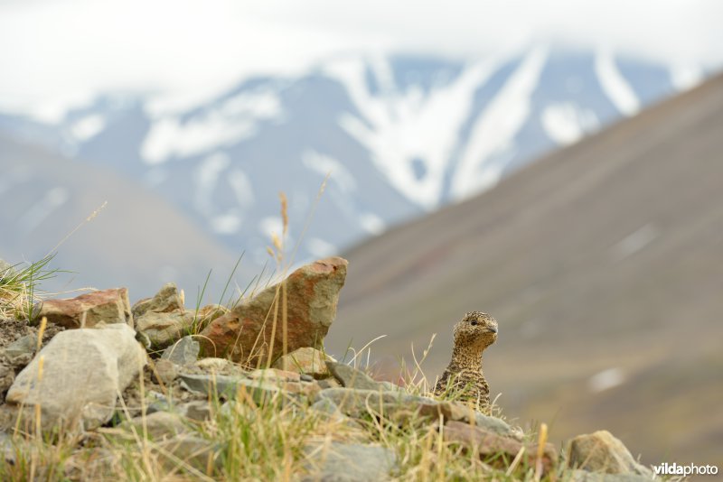 Vrouwtje Sneeuwhoen in het arctische landschap