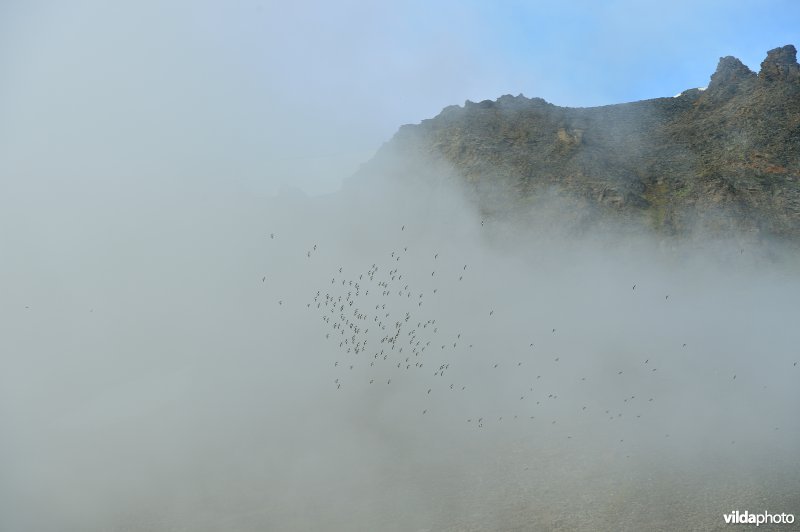 Vliegende Kleine alken