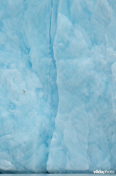Drieteenmeeuw vliegend voor gletsjer