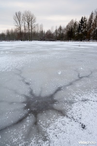 Sneeuw in de Demerbroeken