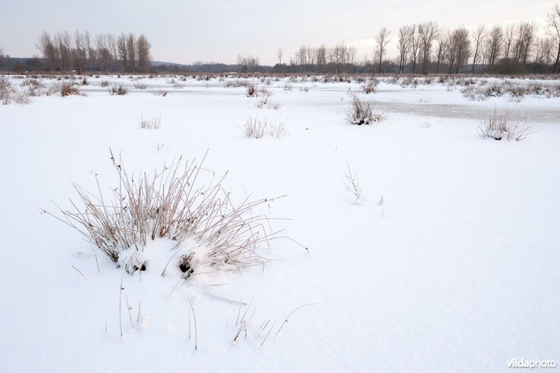 Sneeuw in de Demerbroeken