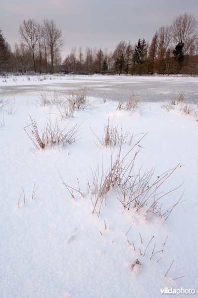 Sneeuw in de Demerbroeken