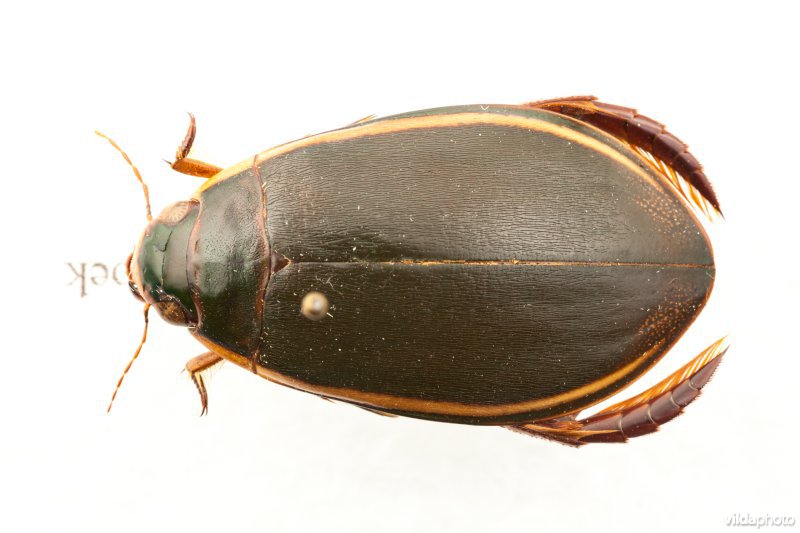 Tuimelaar