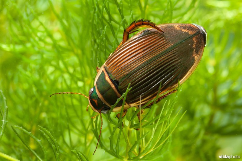 Geelgerande waterkever
