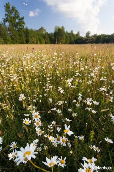 Bloemrijk grasland