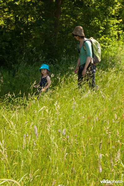 Wandelen in het Silsombos