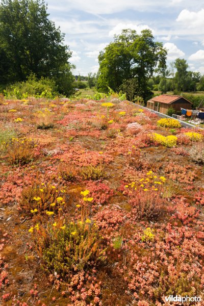 Sedums op een groendak