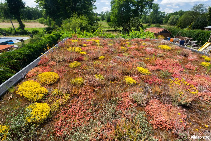 Sedums op een groendak
