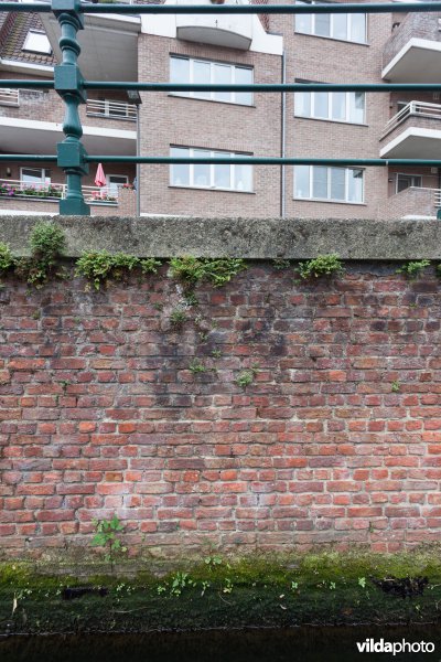 Muurvarens in de stad