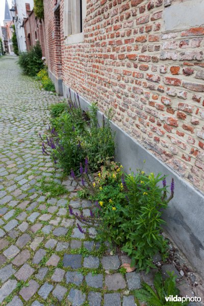 Verwilderde planten