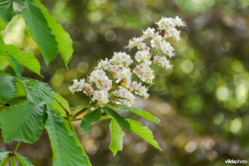Bloem van witte paardenkastanje