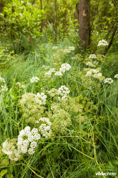 Waterscheerling