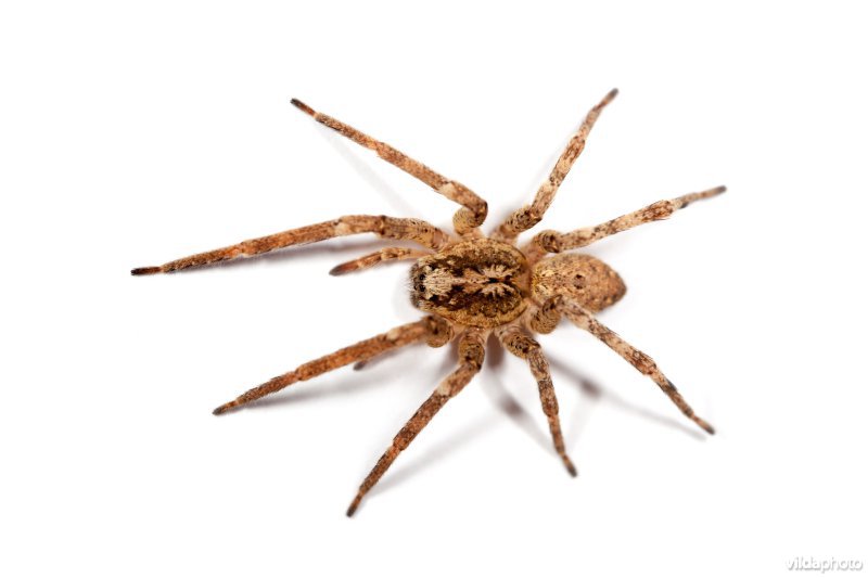 Vrouwtje Valse wolfspin