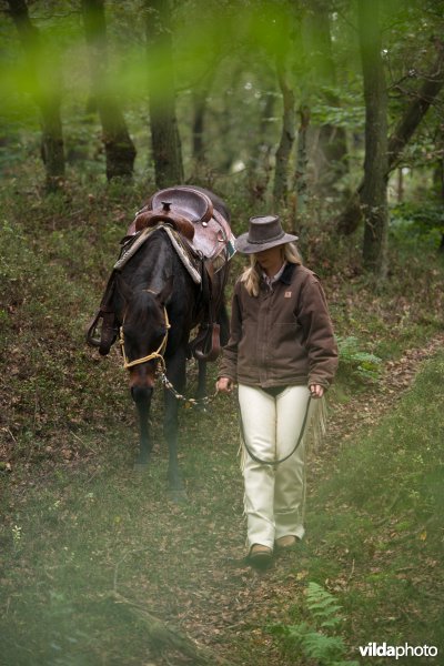 Ruiter en paard 