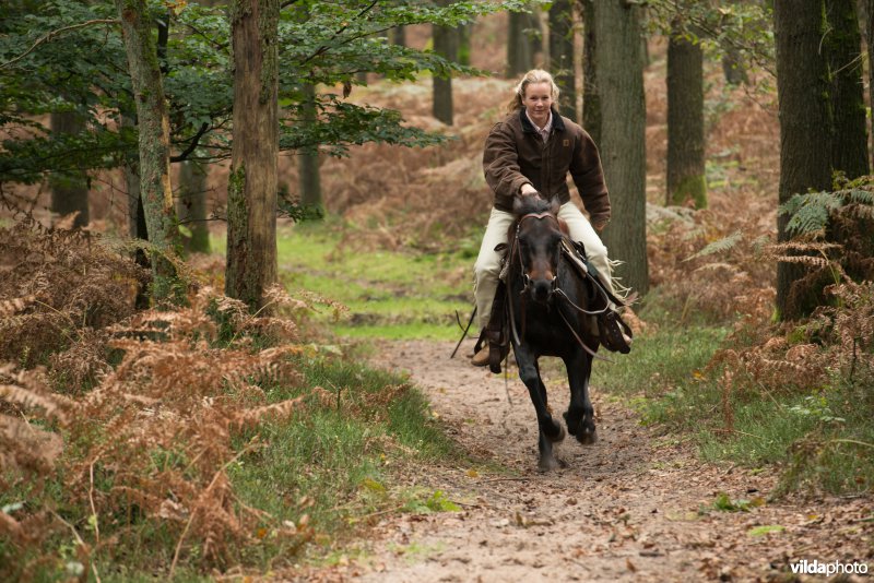 Ruiter en paard 